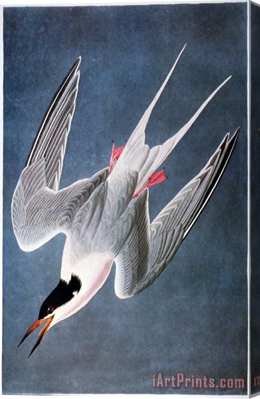 Others Audubon: Tern Stretched Canvas Print / Canvas Art