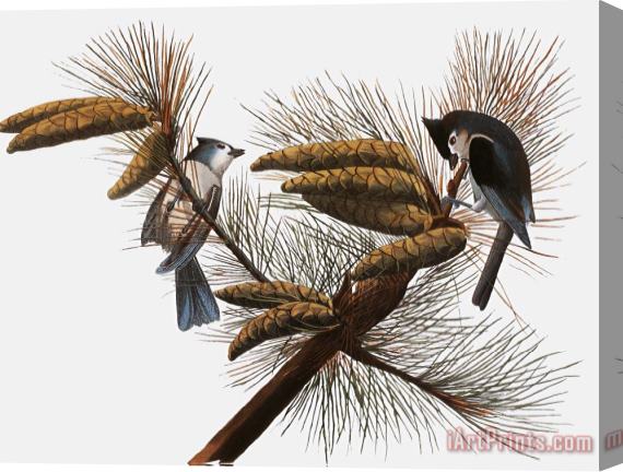 Others Audubon: Titmouse Stretched Canvas Print / Canvas Art