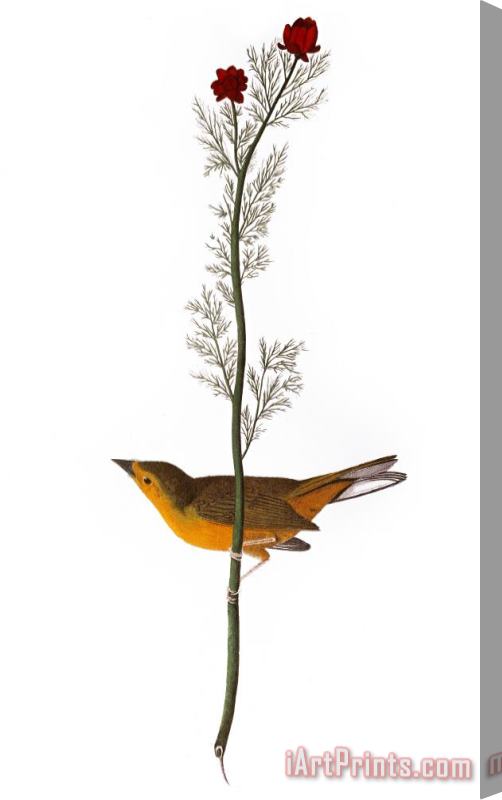 Others Audubon: Warbler, (1827) Stretched Canvas Print / Canvas Art