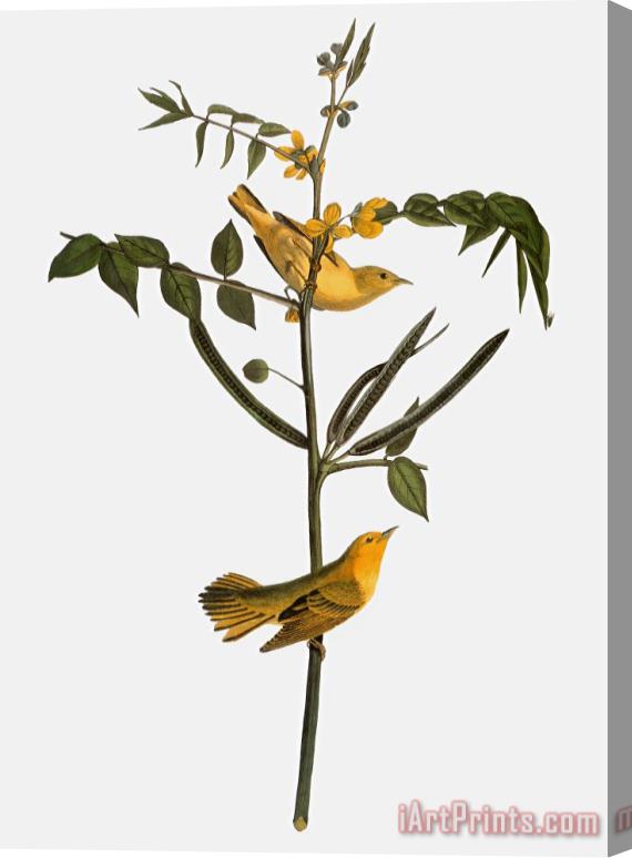 Others Audubon: Warbler, 1827-38 Stretched Canvas Print / Canvas Art