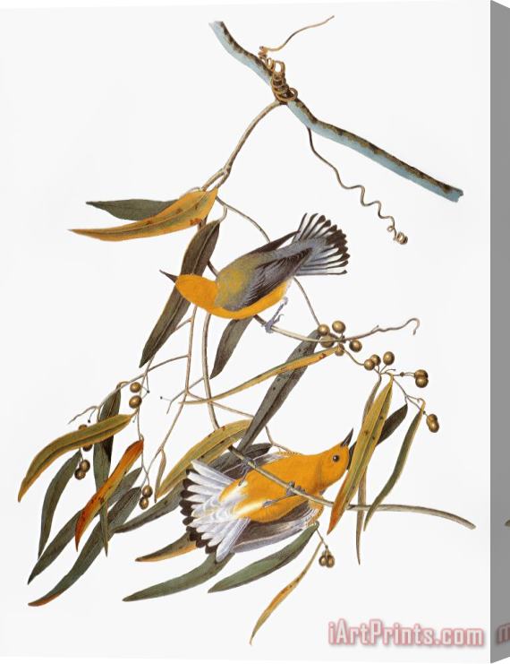 Others Audubon: Warbler Stretched Canvas Print / Canvas Art