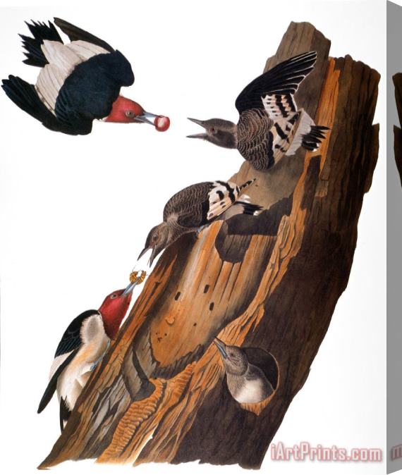 Others Audubon: Woodpecker Stretched Canvas Print / Canvas Art