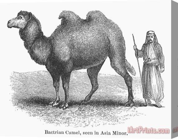Others Bactrian Camel Stretched Canvas Painting / Canvas Art