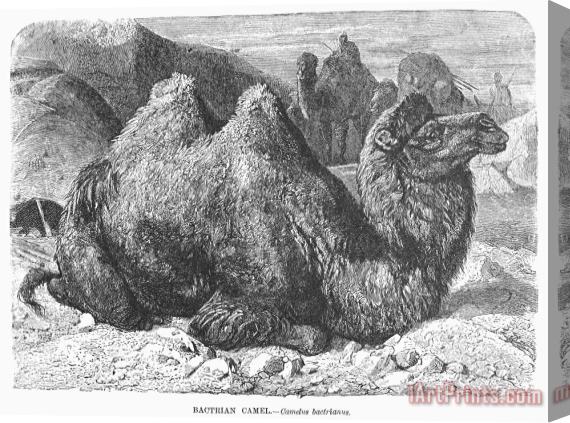 Others Bactrian Camel Stretched Canvas Print / Canvas Art