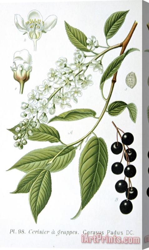 Others Bird Cherry Cerasus Padus Or Prunus Padus Stretched Canvas Print / Canvas Art