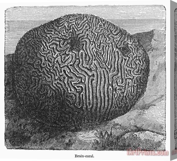 Others Brain Coral Stretched Canvas Print / Canvas Art