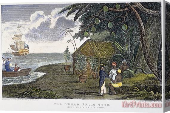 Others Breadfruit Tree, 1823 Stretched Canvas Painting / Canvas Art