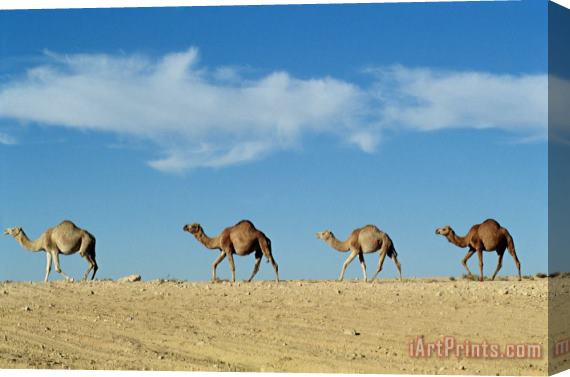 Others Camel Train Stretched Canvas Print / Canvas Art