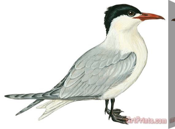 Others Caspian Tern Stretched Canvas Print / Canvas Art