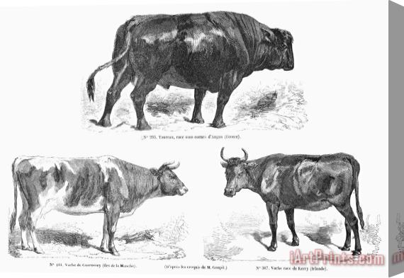 Others Cattle Breeds, 1856 Stretched Canvas Print / Canvas Art