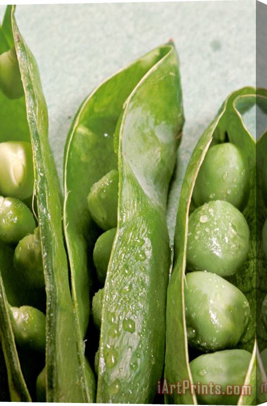 Others Close Up Of Green Peas In Pods Stretched Canvas Print / Canvas Art