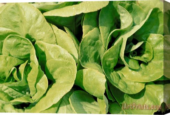 Others Closeup Of Boston Lettuce Stretched Canvas Print / Canvas Art