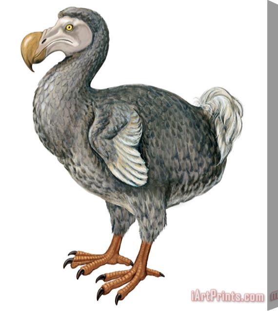 Others Dodo Stretched Canvas Print / Canvas Art