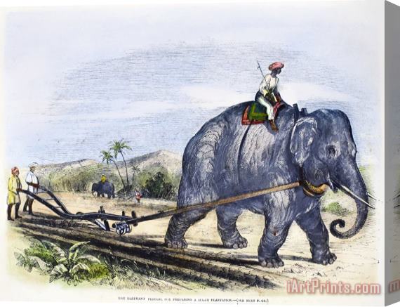 Others Elephant Plowing, 1847 Stretched Canvas Print / Canvas Art