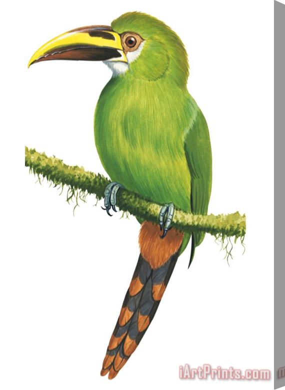 Others Emerald Toucanet Stretched Canvas Painting / Canvas Art