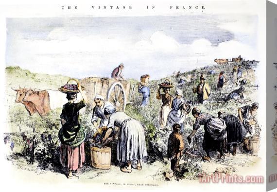 Others France: Grape Harvest, 1854 Stretched Canvas Painting / Canvas Art