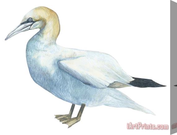 Others Gannet Stretched Canvas Painting / Canvas Art