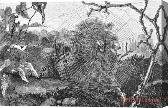 Others Garden Spider Stretched Canvas Print / Canvas Art