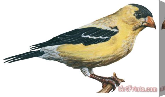 Others Goldfinch Stretched Canvas Painting / Canvas Art