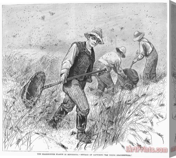 Others Grasshopper Plague, 1888 Stretched Canvas Print / Canvas Art