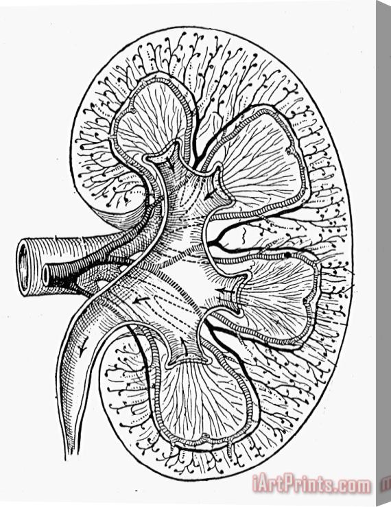 Others Human Kidney Stretched Canvas Painting / Canvas Art