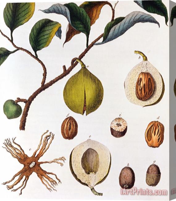 Others Nutmeg Myrsitica Fragrans Stretched Canvas Print / Canvas Art