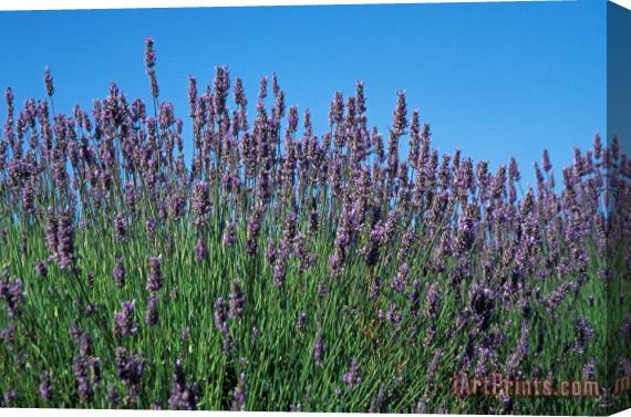 Others Organic Lavender Stretched Canvas Print / Canvas Art