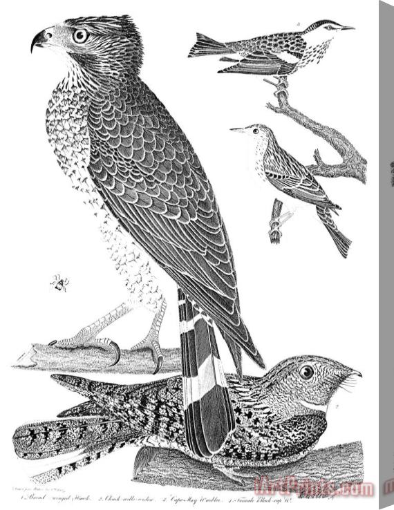 Others Ornithology, 1808-1814 Stretched Canvas Print / Canvas Art