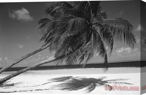 Others Palm tree shadow on sand Stretched Canvas Print / Canvas Art