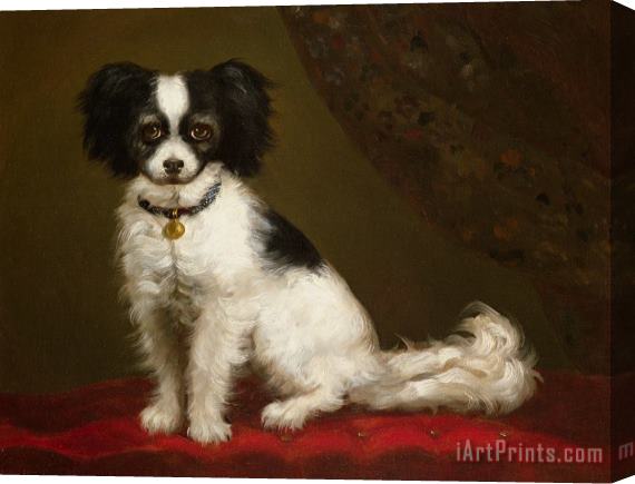 Others Portrait of a Spaniel Stretched Canvas Print / Canvas Art