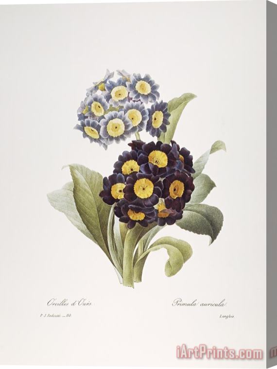 Others Redoute: Auricula, 1833 Stretched Canvas Print / Canvas Art