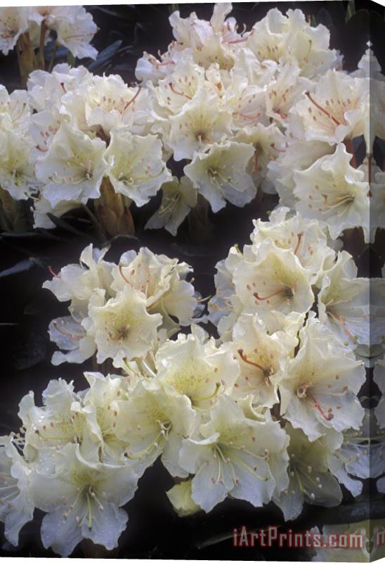 Others Rhododendrons Stretched Canvas Print / Canvas Art