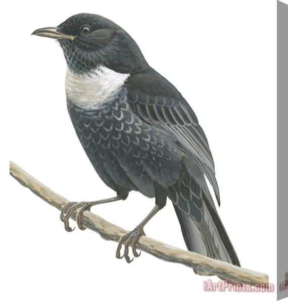 Others Ring Ouzel Stretched Canvas Painting / Canvas Art