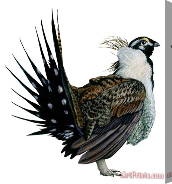 Others Sage Grouse Stretched Canvas Painting / Canvas Art