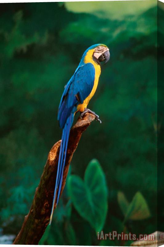Others Singapore Macaw At Jurong Bird Park Stretched Canvas Print / Canvas Art