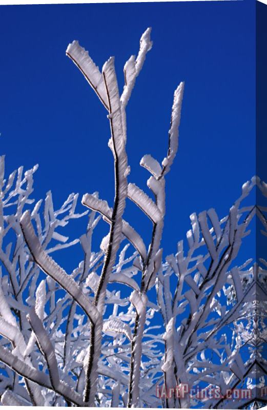 Others Snow And Ice Coated Branches Stretched Canvas Print / Canvas Art