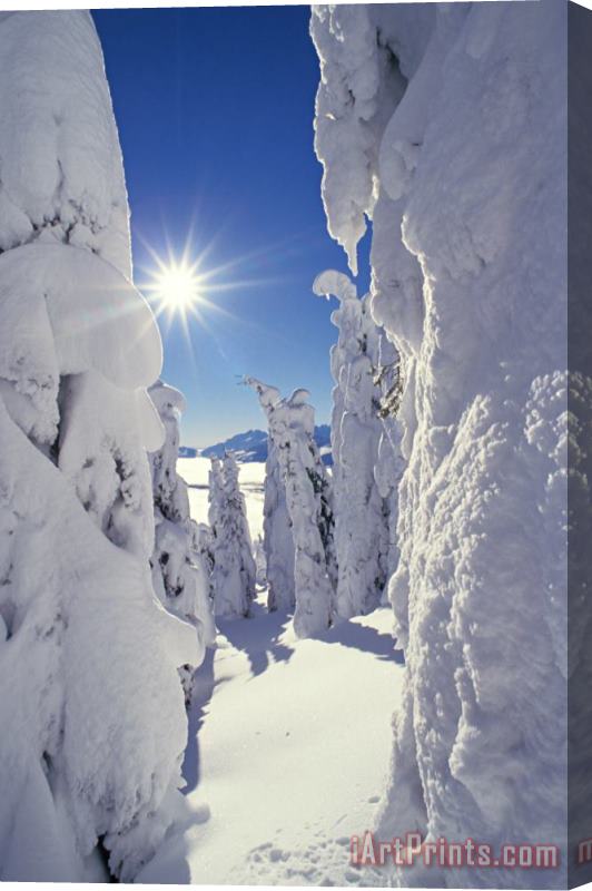 Others Snowscape Snow Covered Trees And Bright Sun Stretched Canvas Print / Canvas Art