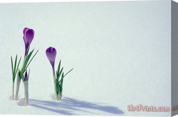 Others Spring Crocuses In Snow Stretched Canvas Painting / Canvas Art