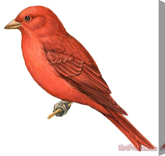 Others Summer Tanager Stretched Canvas Print / Canvas Art