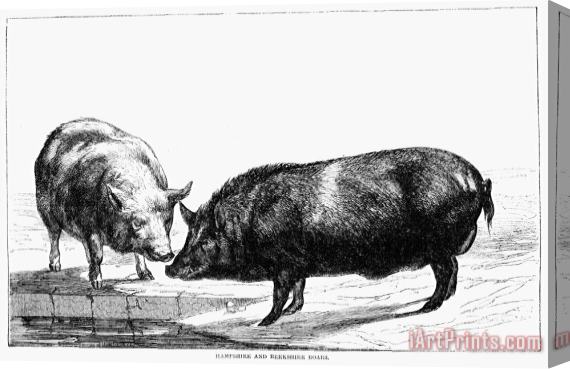 Others SWINE, 19th CENTURY Stretched Canvas Print / Canvas Art