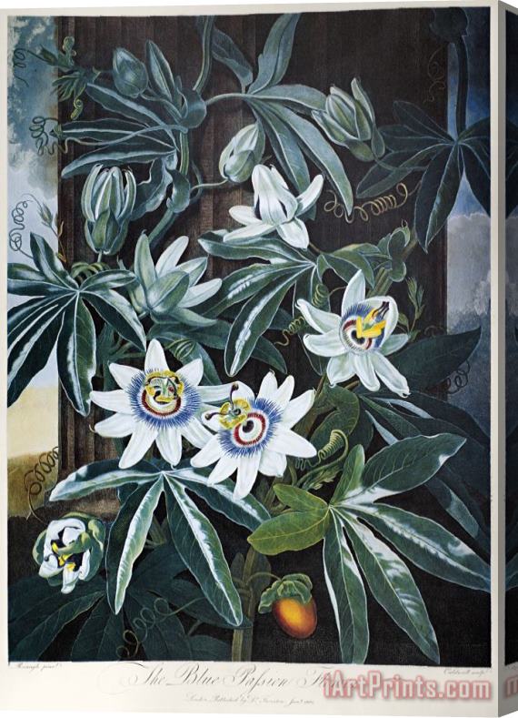 Others Thornton: Passion-flower Stretched Canvas Painting / Canvas Art