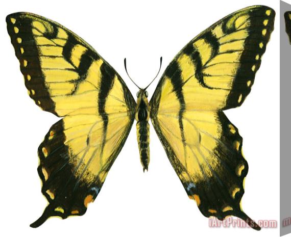 Others Tiger Swallowtail Stretched Canvas Painting / Canvas Art