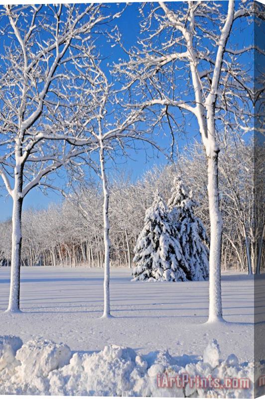 Others Trees In Snow Wisconsin Stretched Canvas Painting / Canvas Art