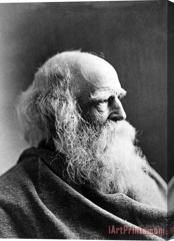 Others William Cullen Bryant Stretched Canvas Painting / Canvas Art