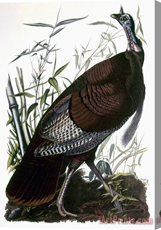 Pablo Picasso John James Audubon Audubon Turkey Stretched Canvas Print / Canvas Art