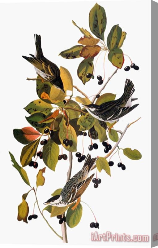 Pablo Picasso John James Audubon Audubon Warbler Stretched Canvas Print / Canvas Art