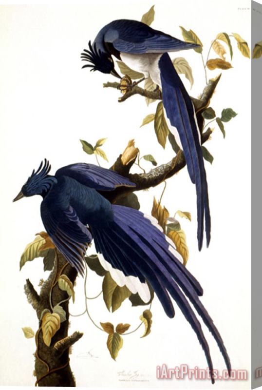 Pablo Picasso John James Audubon Columbia Jay 1830 Stretched Canvas Painting / Canvas Art