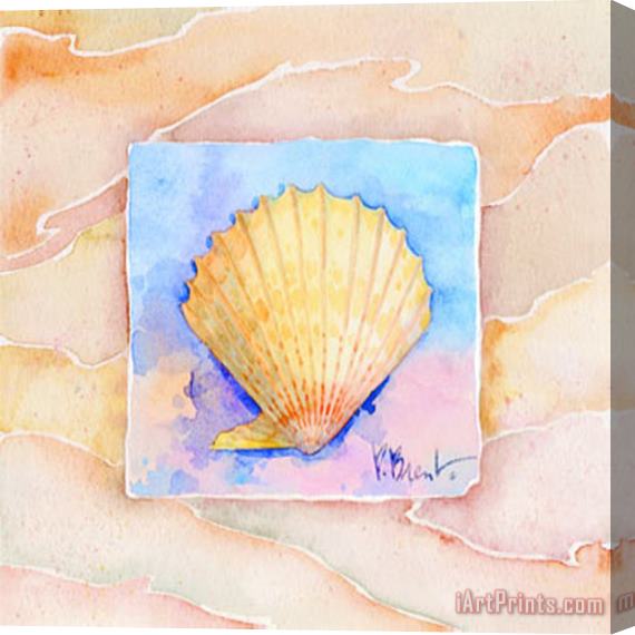 Paul Brent Scallop Stretched Canvas Print / Canvas Art