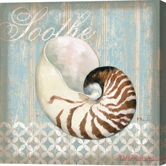 Paul Brent Spa Shells III Stretched Canvas Painting / Canvas Art