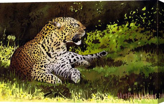 Paul Dene Marlor African Leopard Stretched Canvas Print / Canvas Art